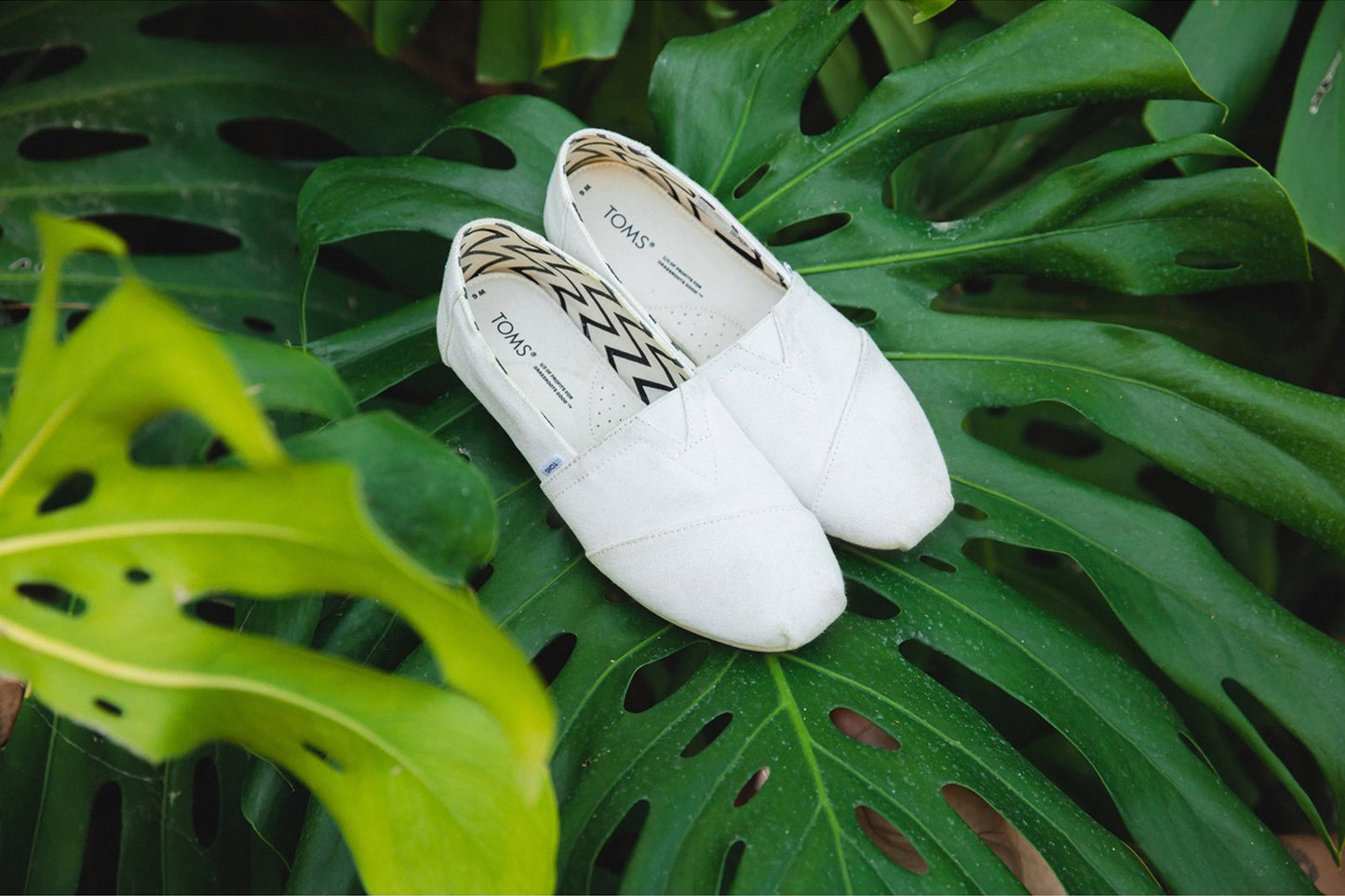 Toms Alpargata White Mens Shoes